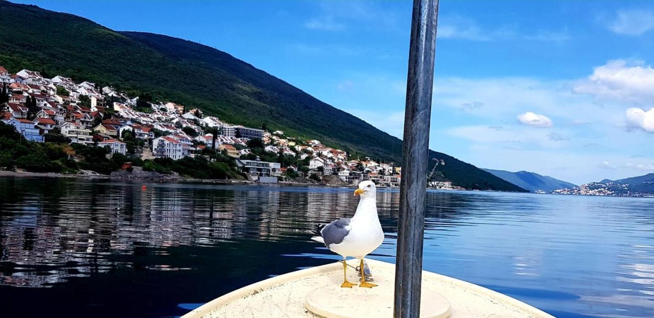 Apartments Obradovic Krasići Dış mekan fotoğraf